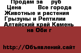 Продам за 50 руб. › Цена ­ 50 - Все города Животные и растения » Грызуны и Рептилии   . Алтайский край,Камень-на-Оби г.
